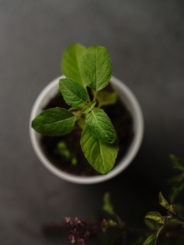 6 Ways To Revive A Dead Tulsi Plant
