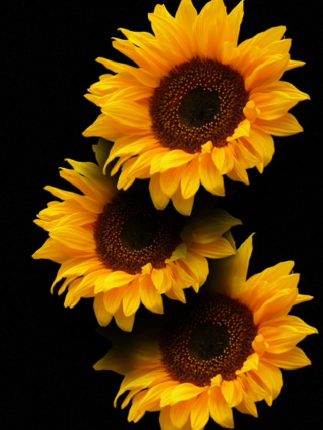 8 Different Types of Sunflowers