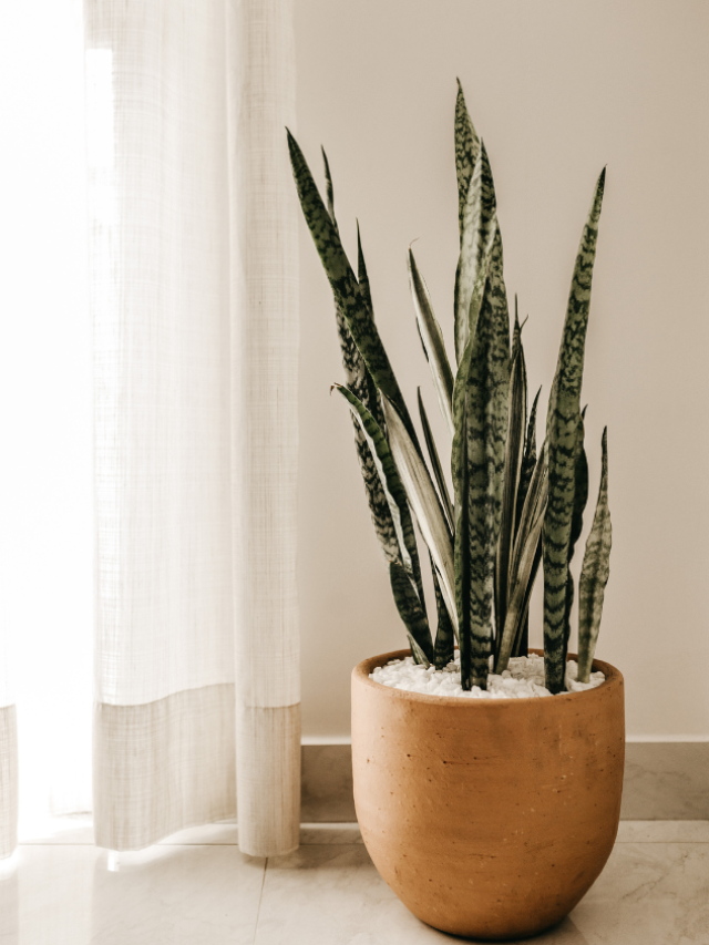 8 Must-Have Indoor Plants In Your Room