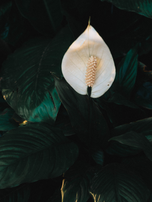 Peace Lilies in Winter: 5 Tips To Take Care of Plant!