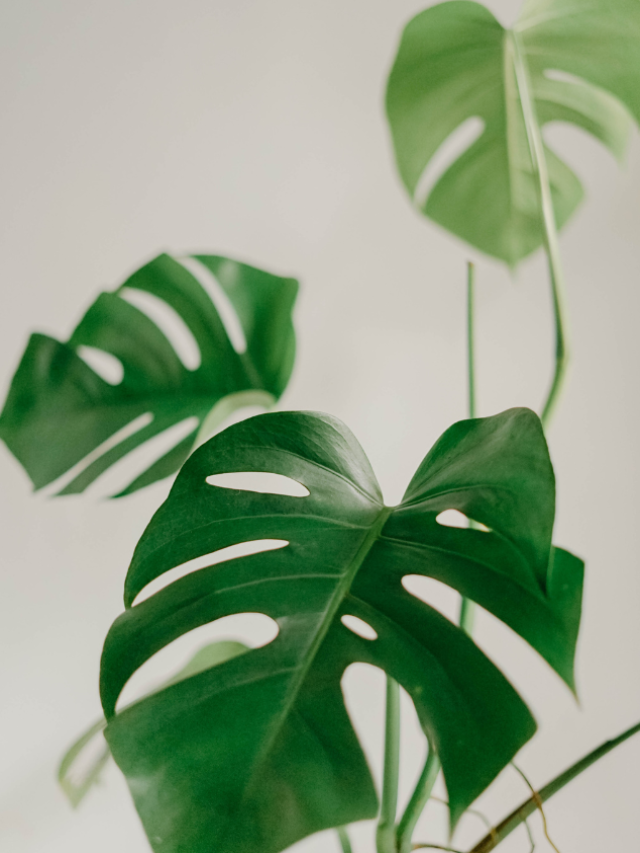9 Houseplants That Reduce Dust In Your Home